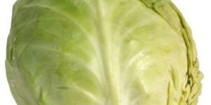 Organic Cabbage