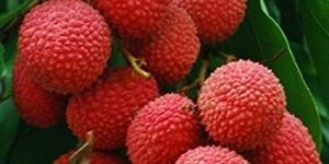 Organic Litchi