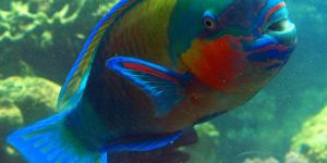 Parrot Fish
