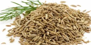 Fresh Cumin Seeds