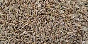 Fresh Organic Cumin Seeds