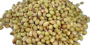 Dried Coriander Seeds