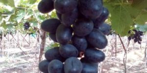Fresh Natural Black Grapes
