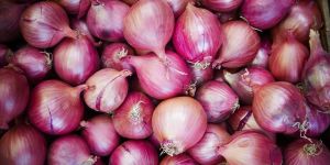 Fresh Red Onion