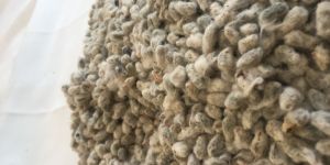 Fresh Cotton Seeds