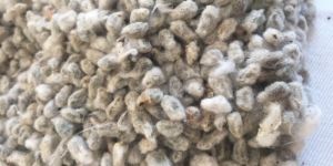 Natural Cotton Seeds