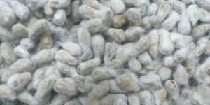 Pure Cotton Seeds