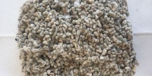 Raw Cotton Seeds