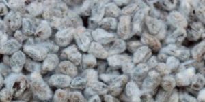 White Cotton Seeds