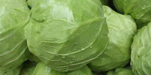 Organic Cabbage
