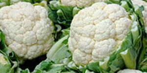 Organic Cauliflower