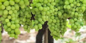 Organic Grapes