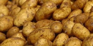 Organic Potato