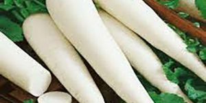 Organic Radish