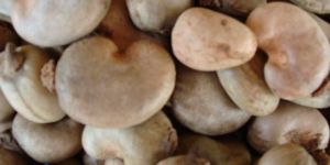 Unprocessed Cashew Nuts