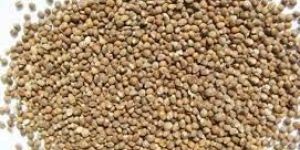 Natural Barnyard Millet