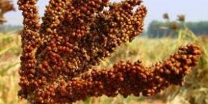 Natural Finger Millet