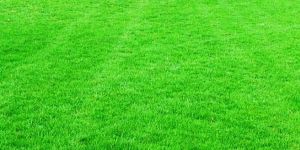 Mexican Feather Lawn Grass