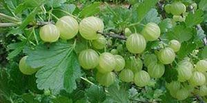 Herbal Amla