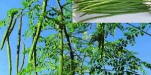 Natural Moringa Drumstick Plant