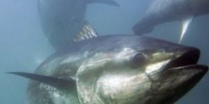 Bluefin Tuna Fish