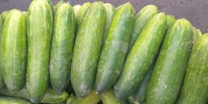 Cucumber