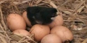 Day Old Country Chicks
