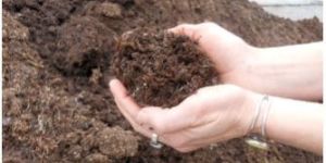 Button Mushroom Compost