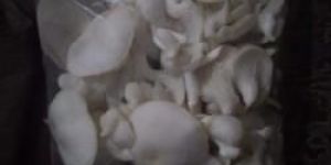 OYSTER FRESH MUSHROOMS