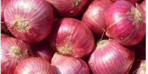 Indian Red Onion