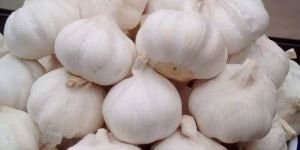 Natural Fresh Garlic
