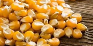 Whole Yellow Corn