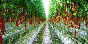 Organic Farming Consultancy Services