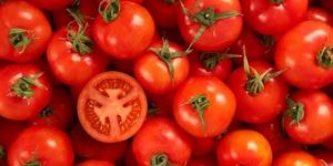 Vegetable Tomato