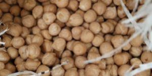 Chick Peas White