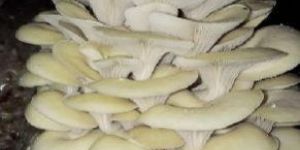 Fresh Oyster Mashroom