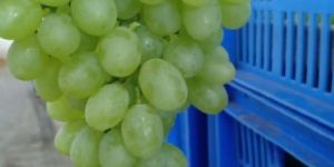 Fresh Grapes