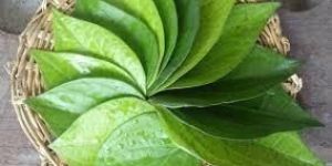 Betel Leaves