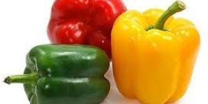 Fresh Capsicum