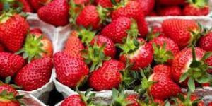 Fresh Strawberry