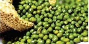 Green Mung Bean