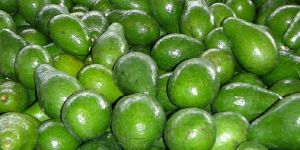 Avocado Fresh Fruit