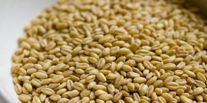 Wheat Grain