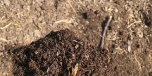 Vermicompost Fertilizer