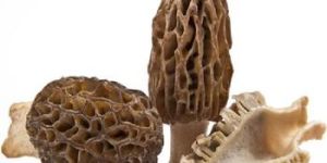 Morel Mushroom