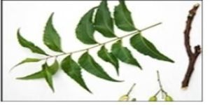Neem Leaves Azadirachta Indica