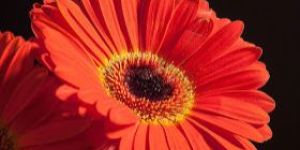 Gerbera Flower