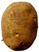 Fresh Potato