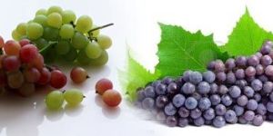 Fresh Grapes