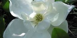 Shenbagapoo or Champa Natural Oil Perfume